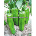 High Quality Bulk Early Mature Litter Spicy Green Horn Pepper Seeds-Happiness